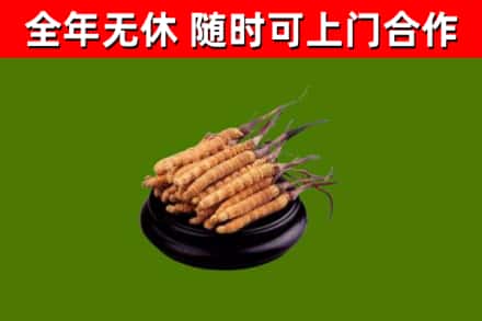 灵武市烟酒回收冬虫夏草.jpg