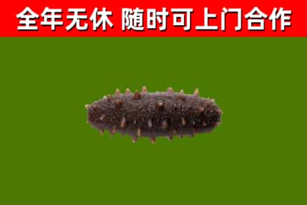 灵武市烟酒回收干海参.jpg